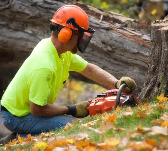 tree services Bovey